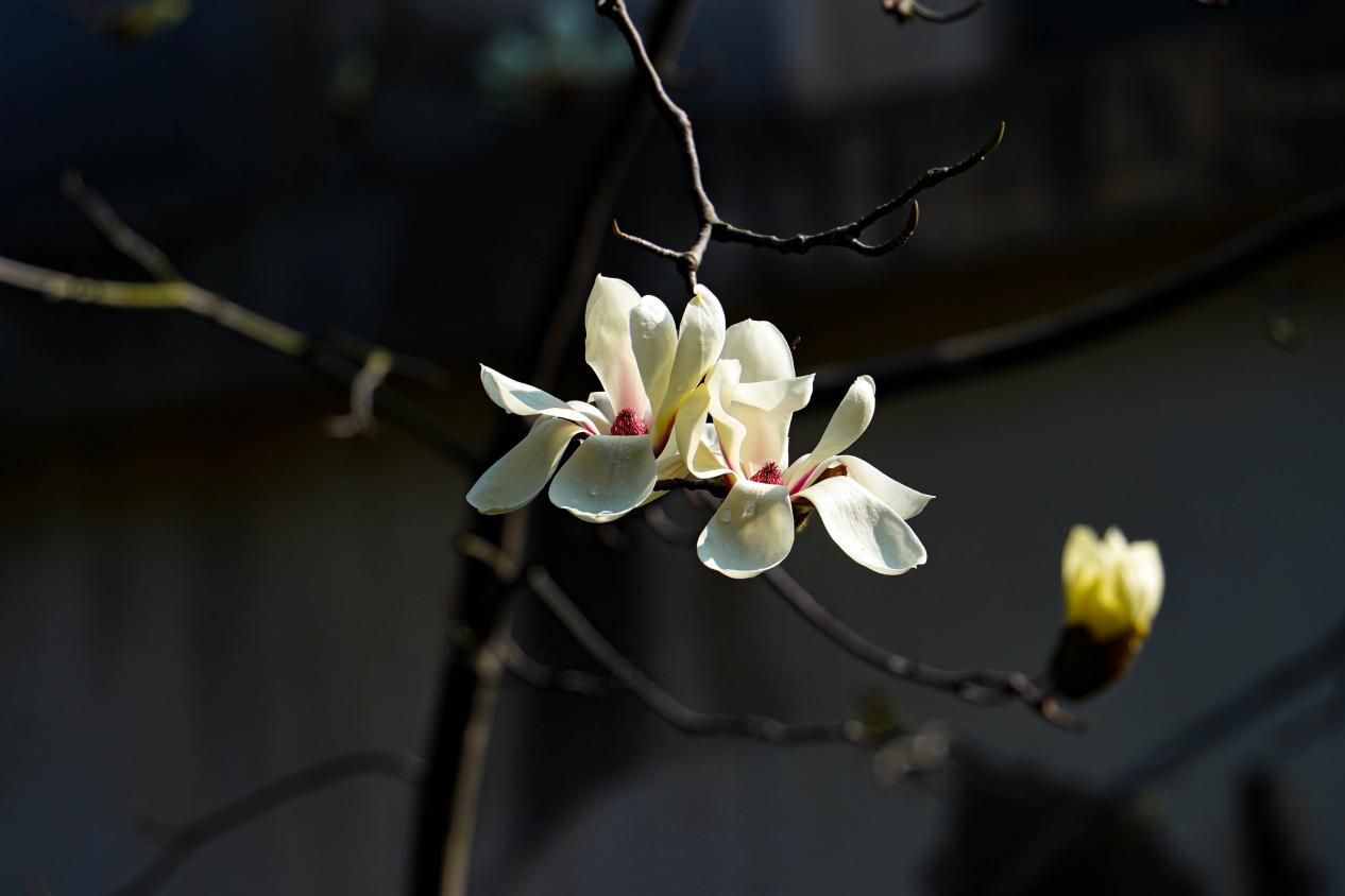 《枝上春》_20260424193145